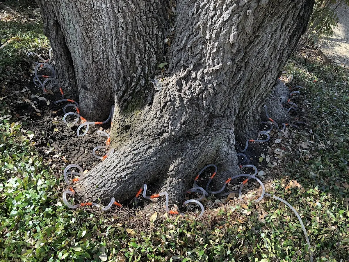 Detailed Tree Cabling and Bracing job site in Loveland