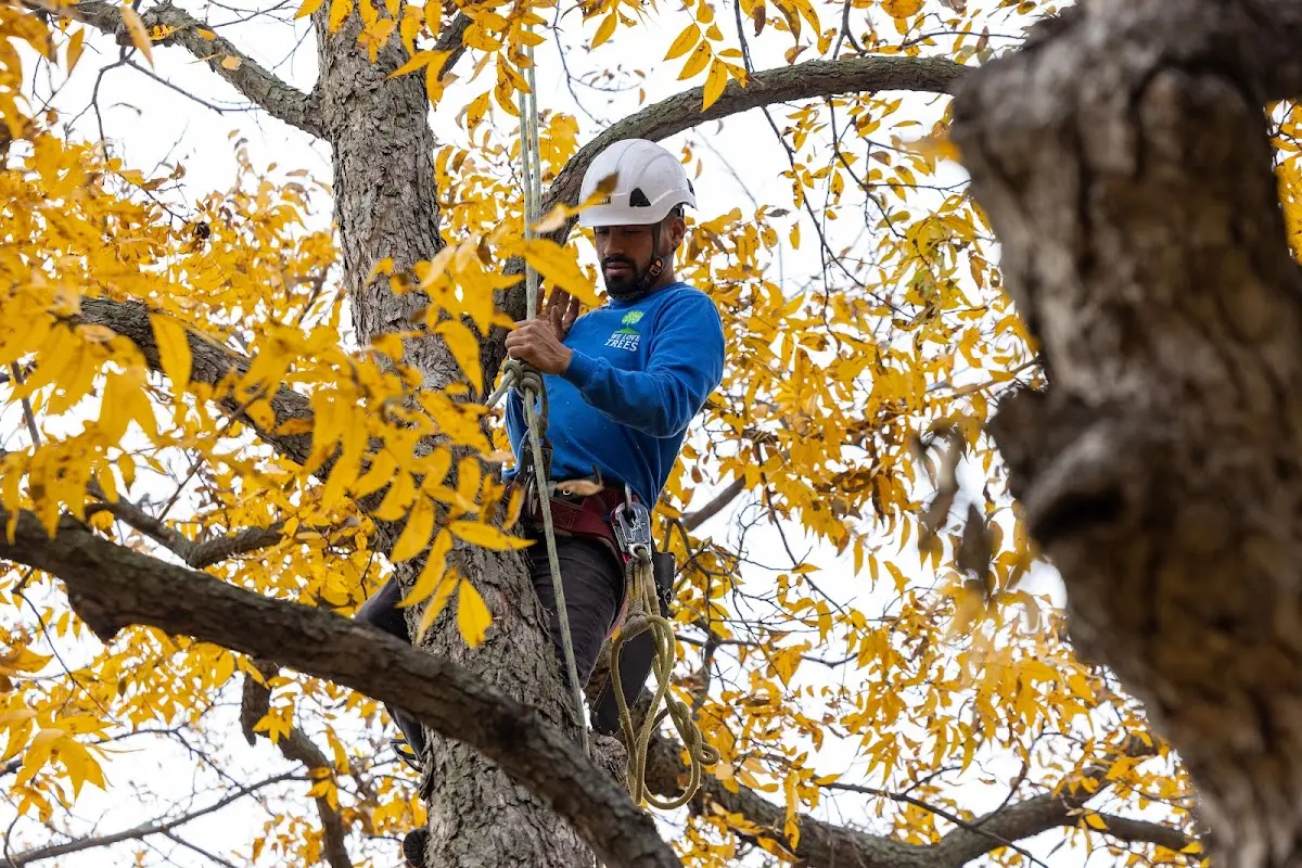 Skilled Storm Damage Cleanup crew working in Loveland